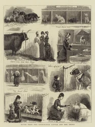 Notes from the Birmingham Cattle and Dog Shows